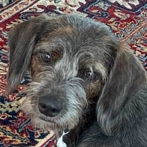 Meet your Posher, Rita